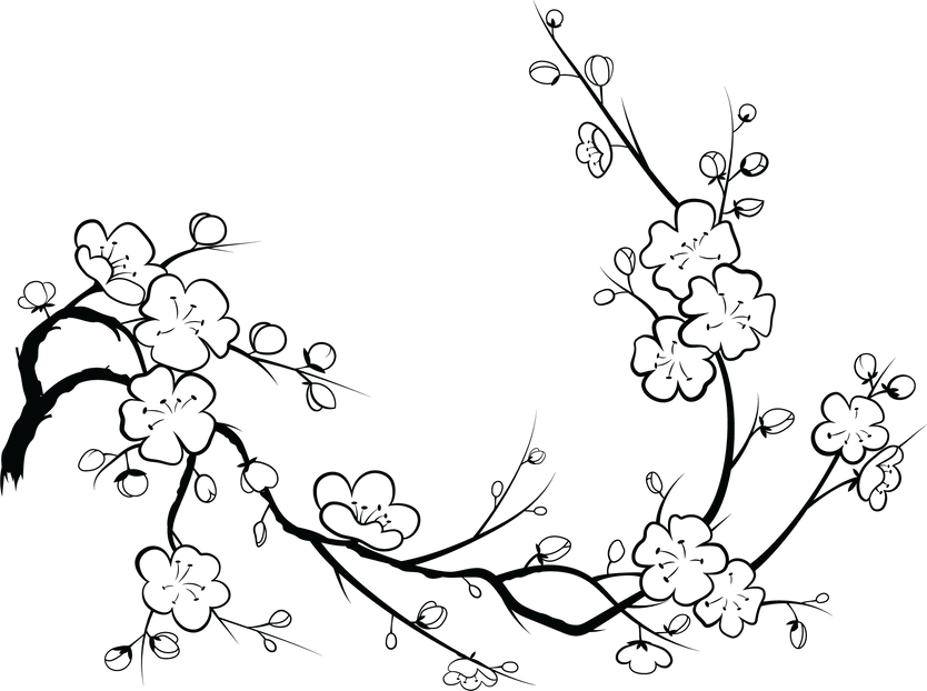 Blooming cherry. Sakura branch with flower buds. Nature.